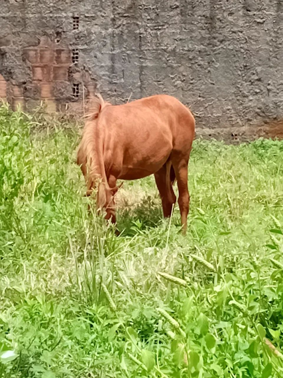 Potra muito manssa marcha picada de nascença apenas 8 meses - Foto 3