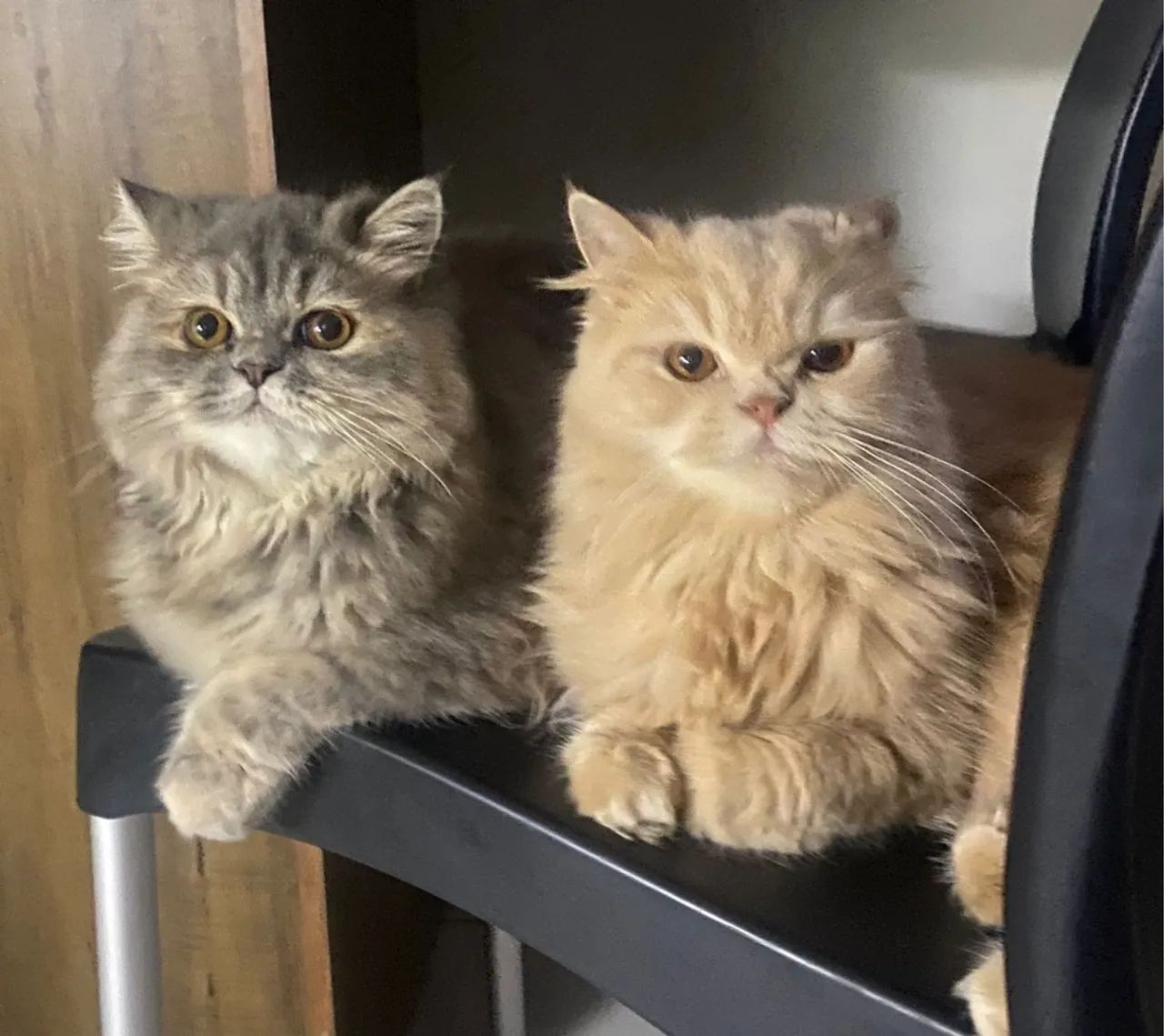 Gatinho Persa lindo e fofinho - Foto 3