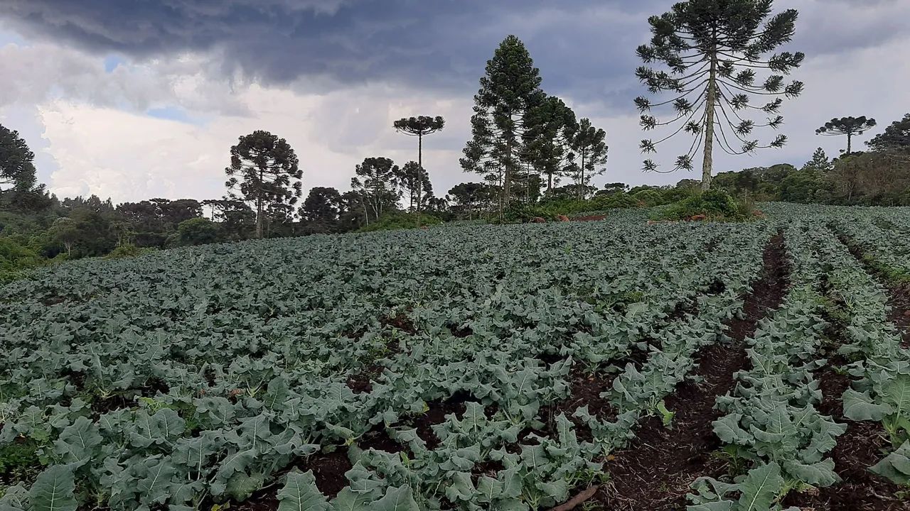 20 hectares em São Francisco de Paula - Foto 3