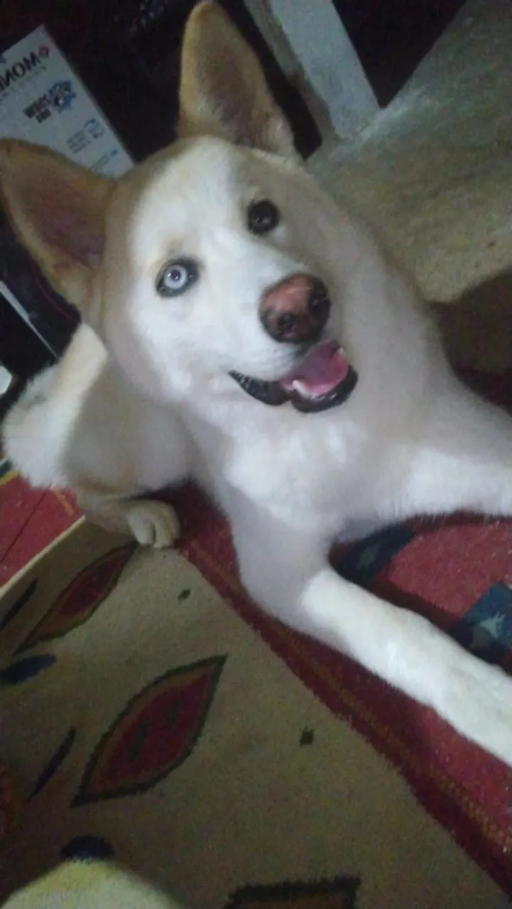 Lindo Husky Siberiano para adoção