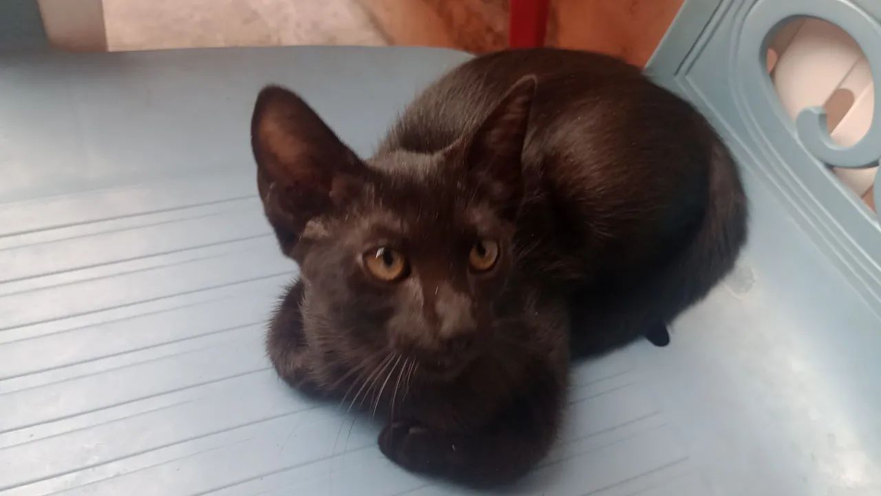 Gatinhas para adoção responsável - Foto 5