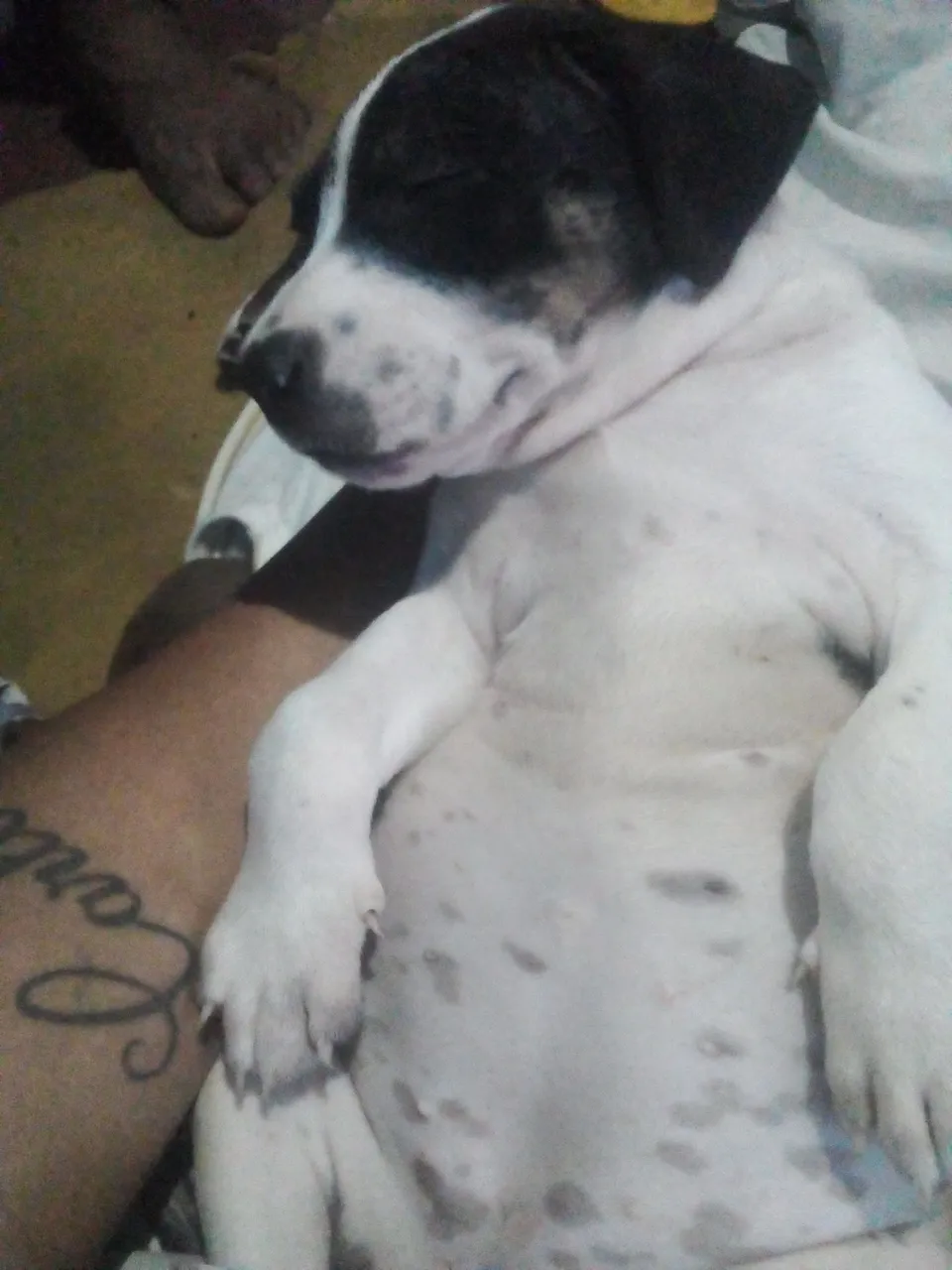 Cachorro