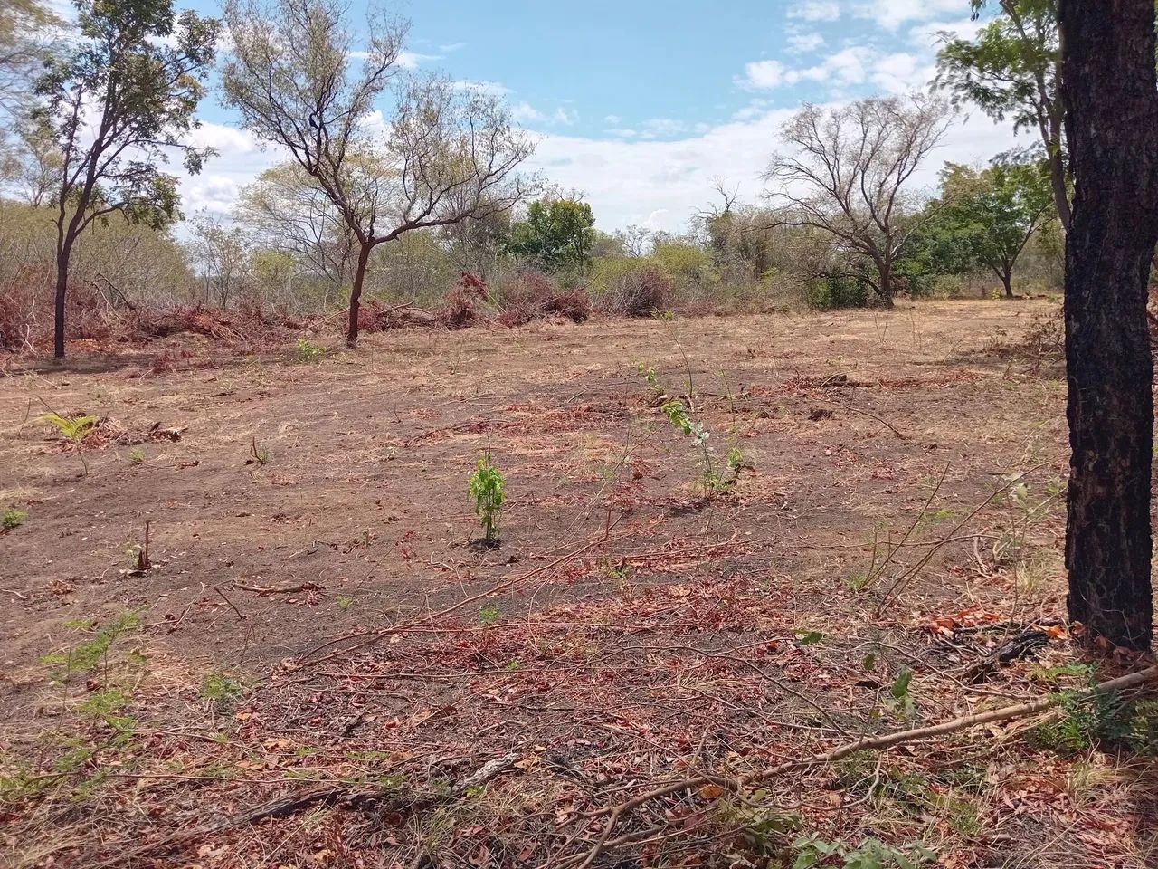 Fazenda  propriedade para soja gado e milho  - Foto 8