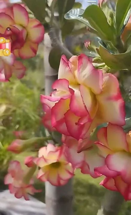 Rosa do deserto (envio)pelo site - Foto 2