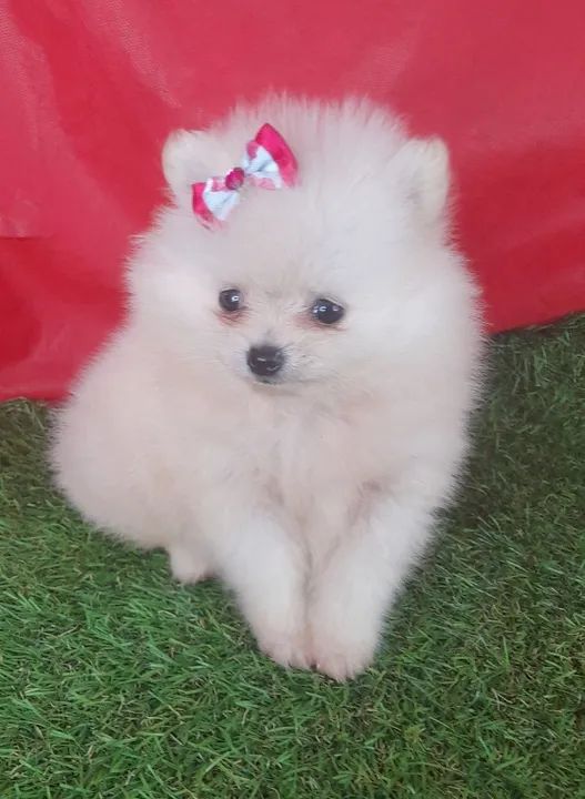 Menininha femea disponível mini 