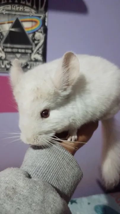 filhote de chinchila 