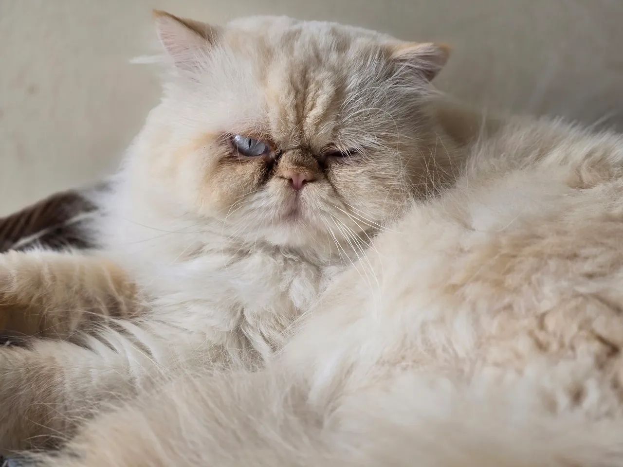 Gato Persa e Himalaio Gatos Areal (Águas Claras), Brasília