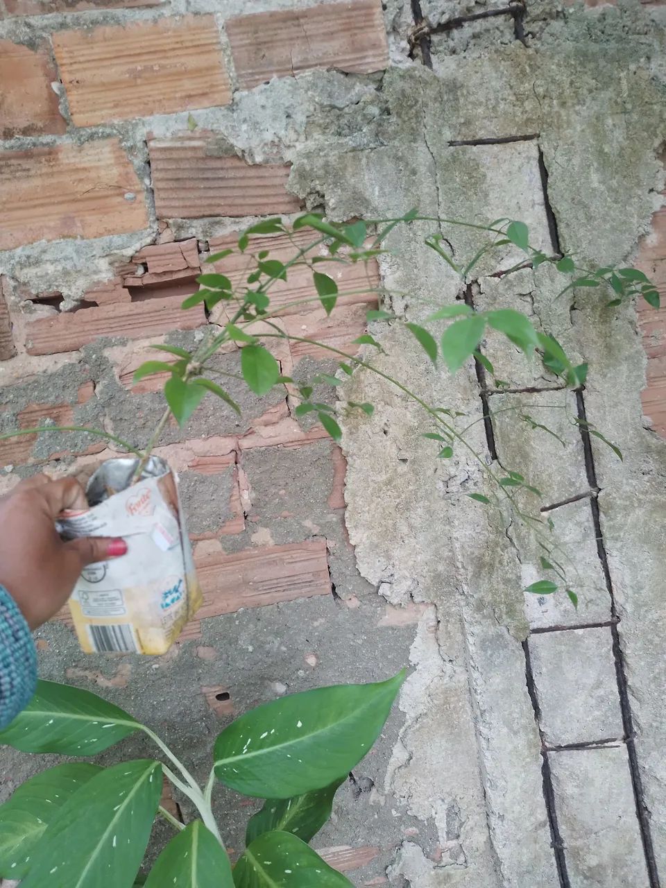 Muda de Jasmim dos açores  - Foto 2