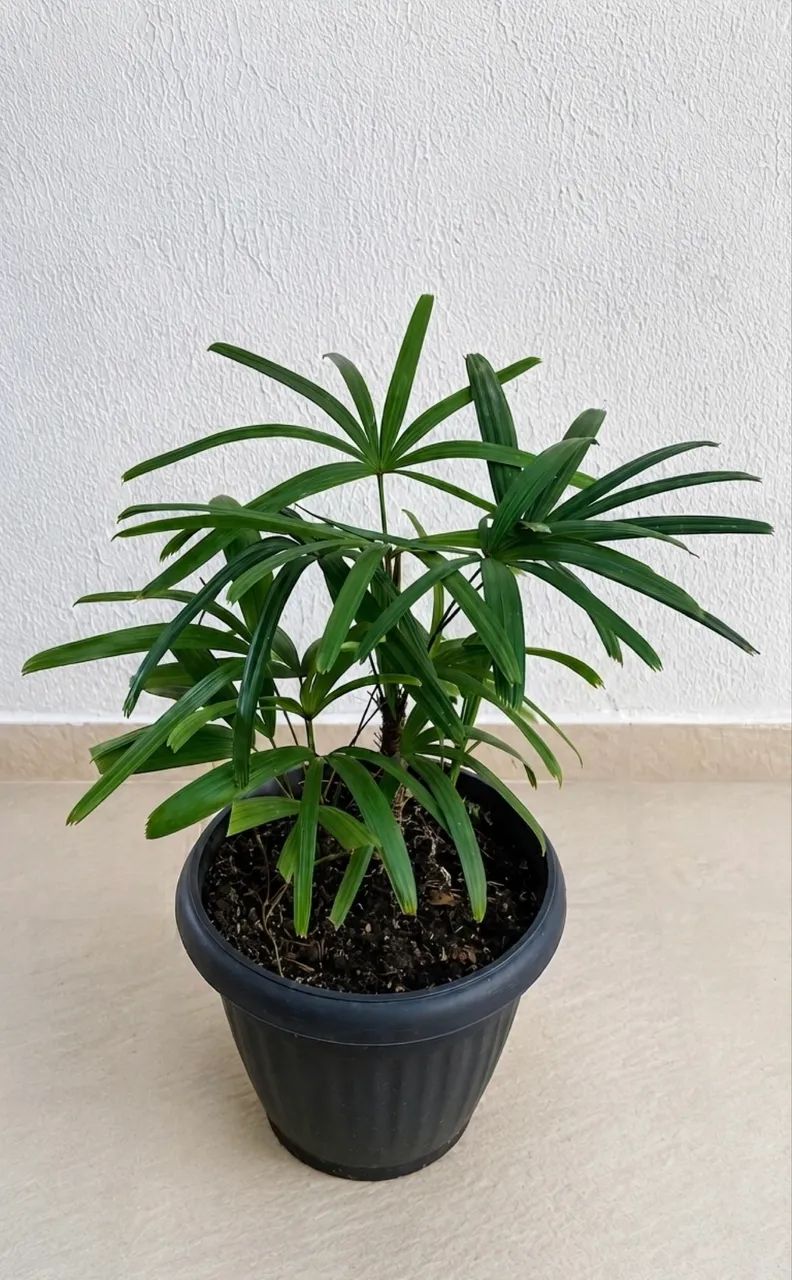 Vendo Plantas Ráfias
