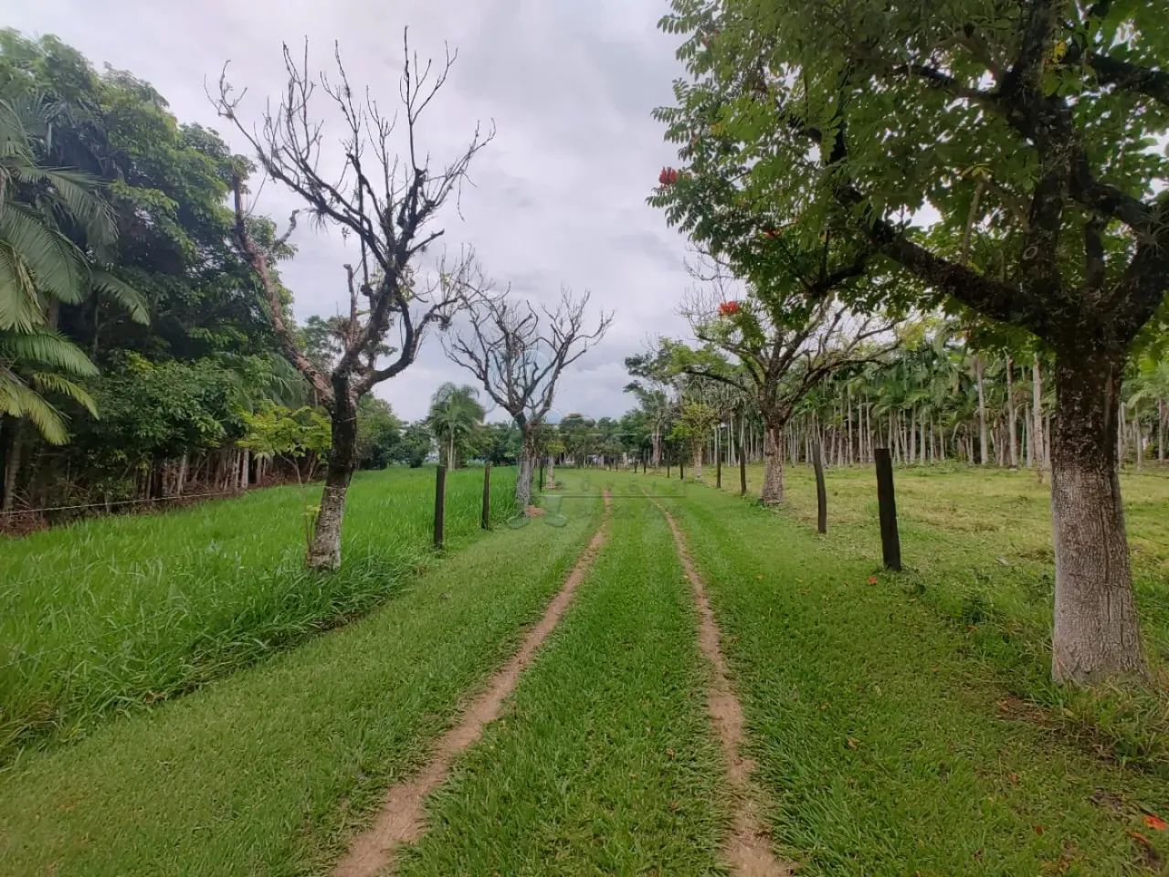 EXCELENTE SÍTIO EM SANTA RITA PASSA QUATRO - Foto 4