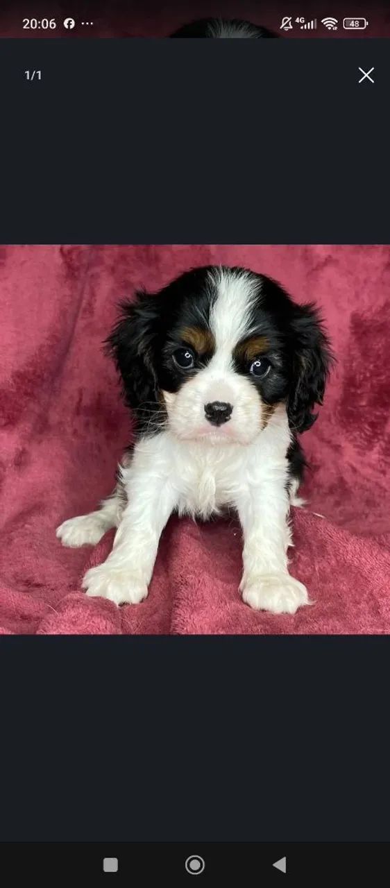 Cavalier King Machos Tricolor 