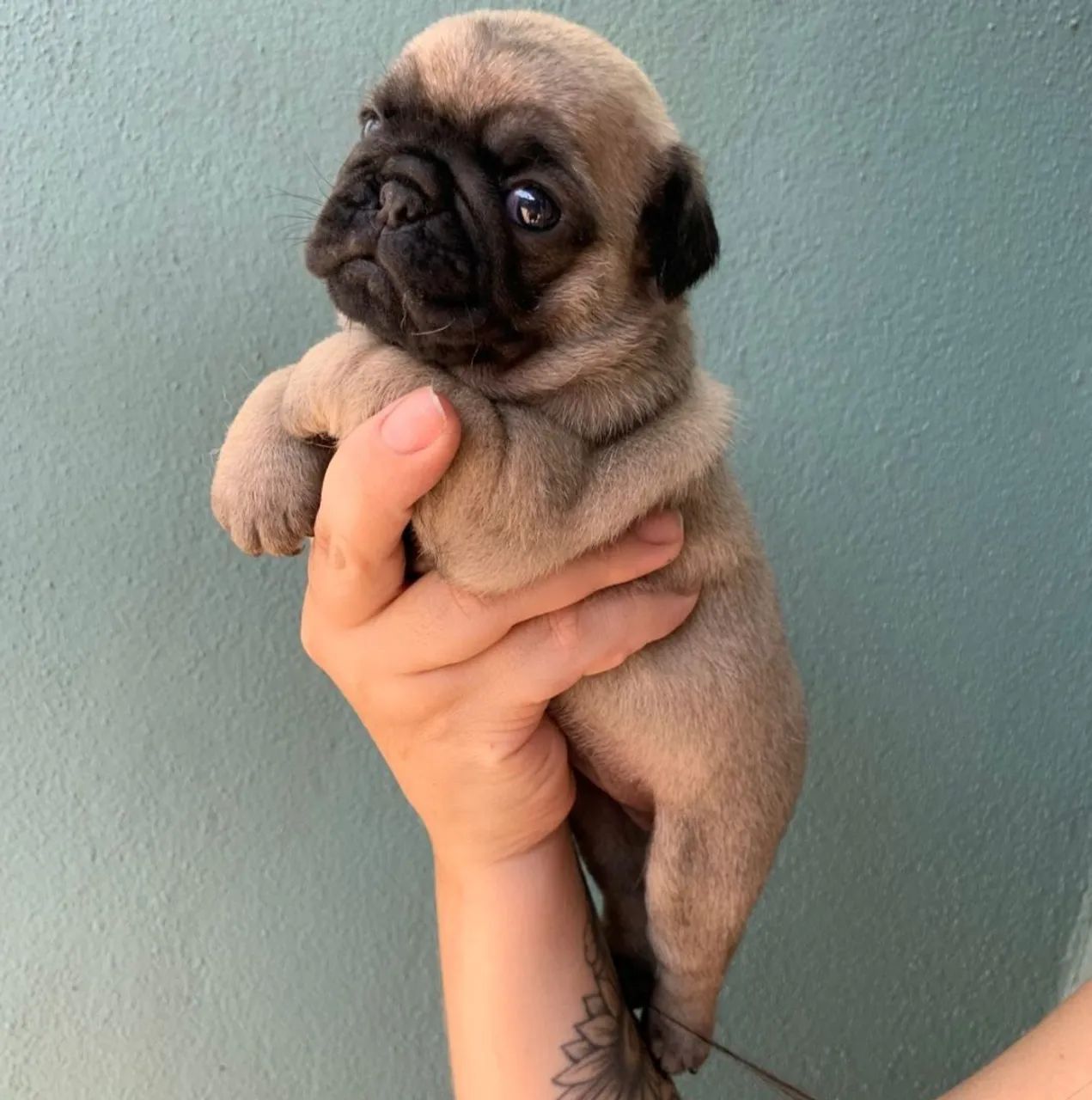 Filhotes machos e femeas pug pretos e abricot - Foto 4