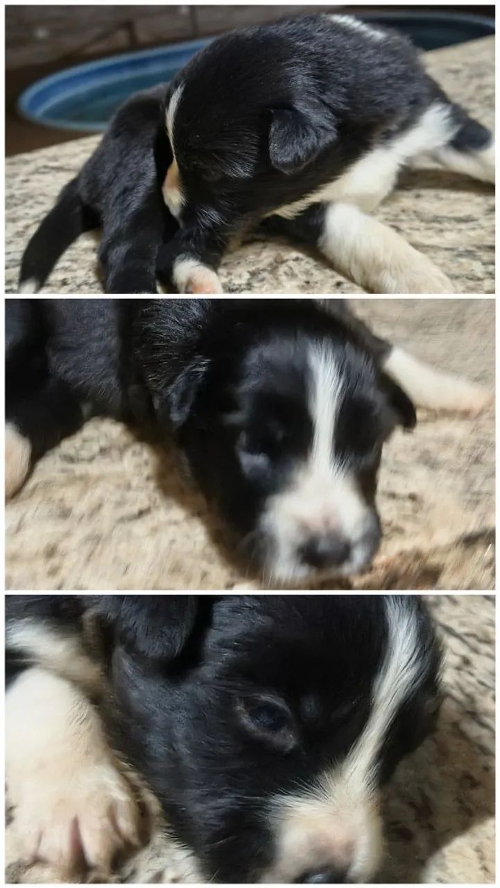 Border Collies  - Foto 5