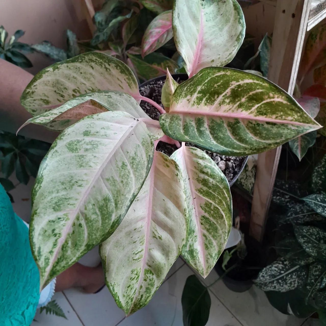 Aglaonemas de várias espécies  - Foto 2
