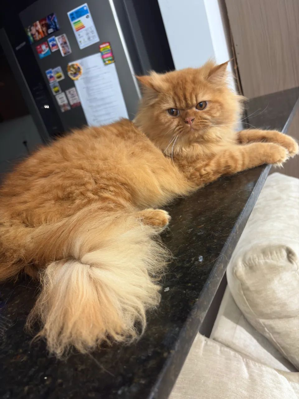 Vendo gato persa  - Foto 3