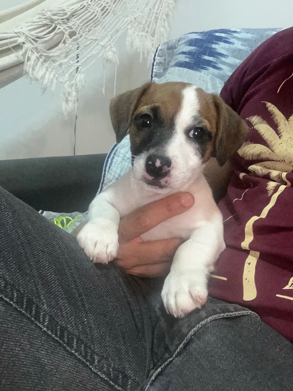 Jack Russel  - Foto 4