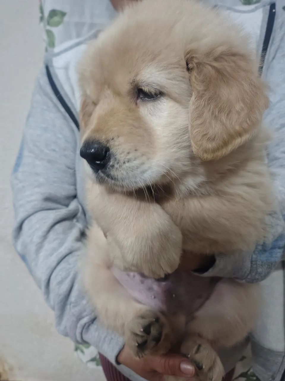Golden Retriever  - Foto 4