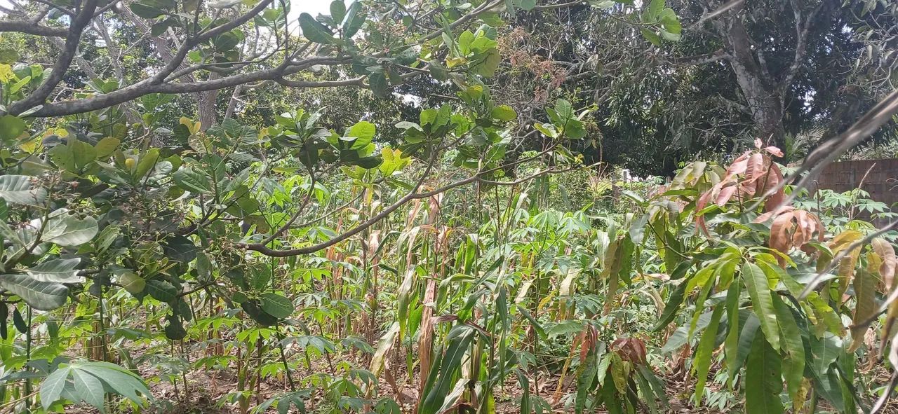 Terreno em Paudalho PE  - Foto 3