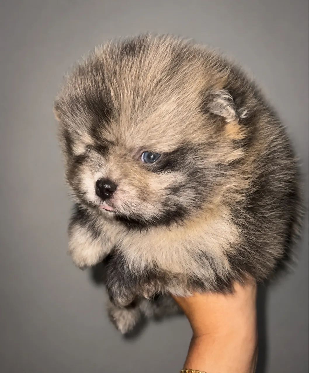 Spitz Alemão Anão