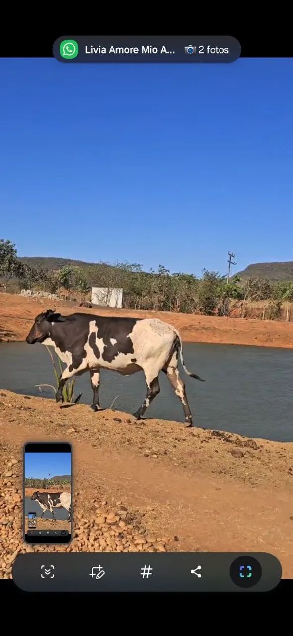 Vaca leiteira  - Foto 2