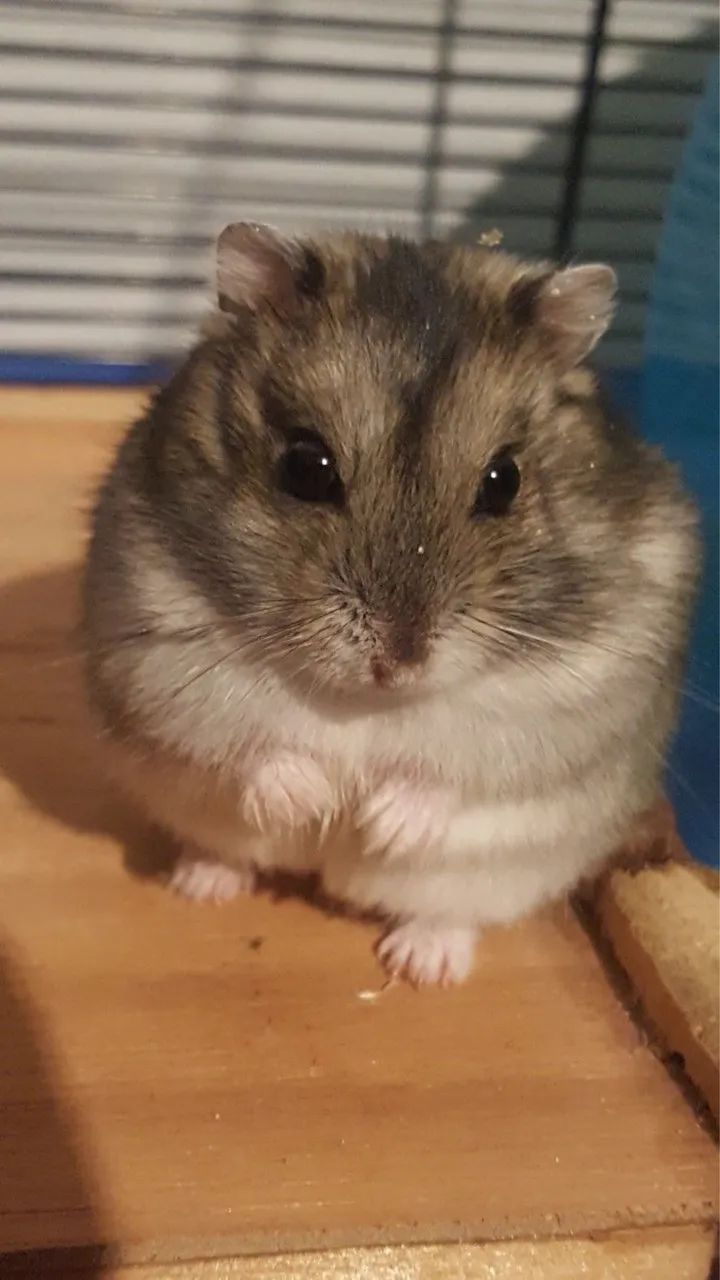Hamster Anão russo Agouti  - Foto 2