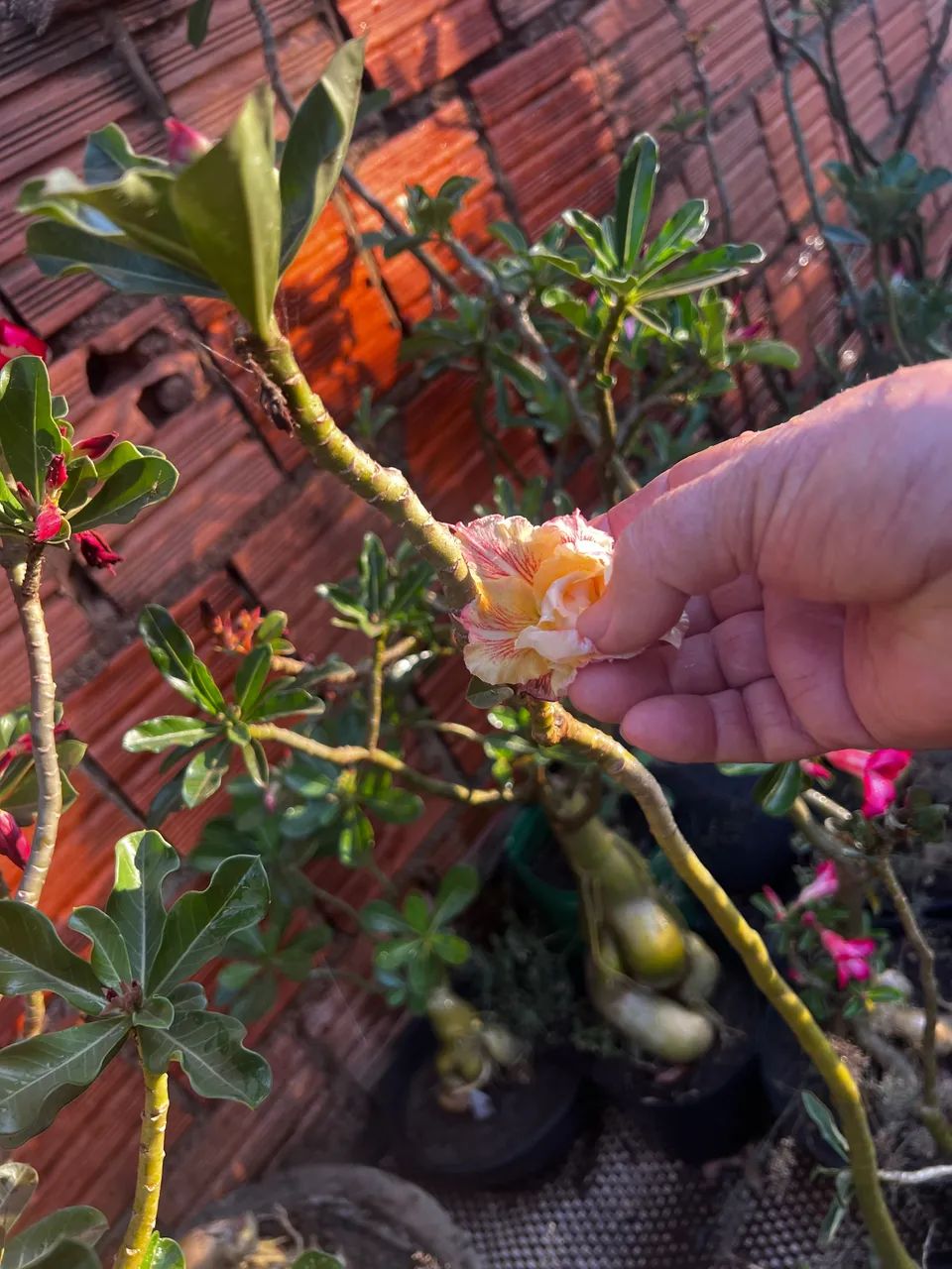 Rosas do deserto  - Foto 3