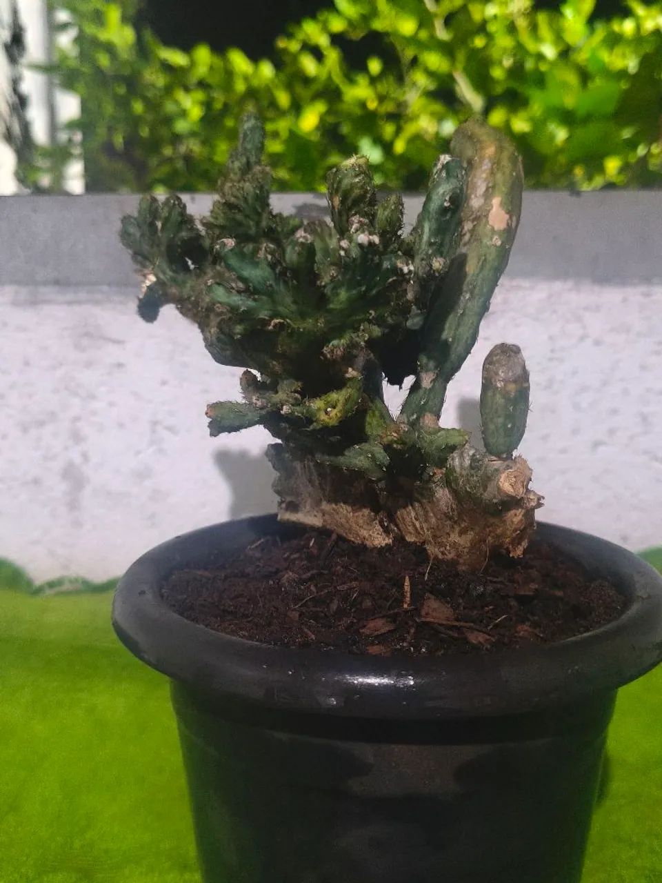 Cacto rabo de sereia 