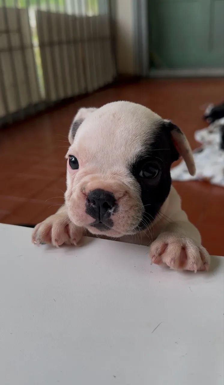 BULDOGUE FRANCÊS  - Foto 3