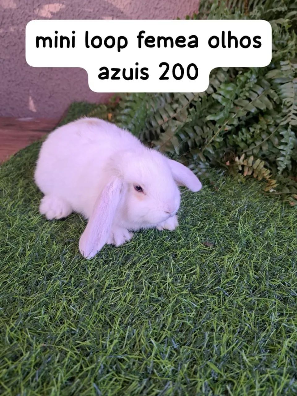 mini coelhos fofos varias opções  - Foto 3