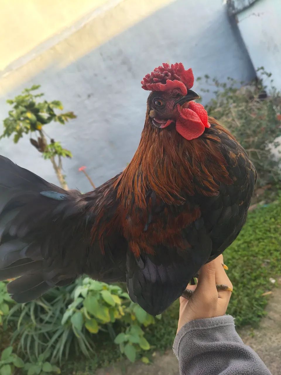 Garnisé a venda! - Foto 3