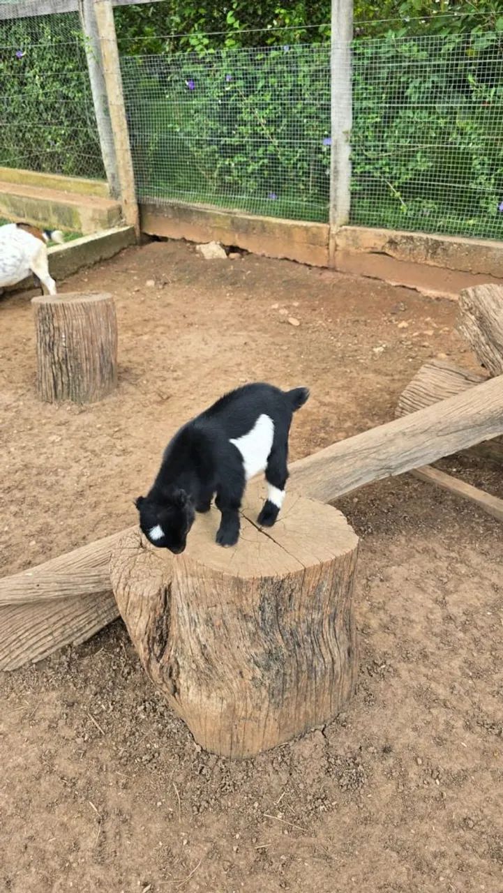 Mini animais / Mini Cabra/ Mini bode