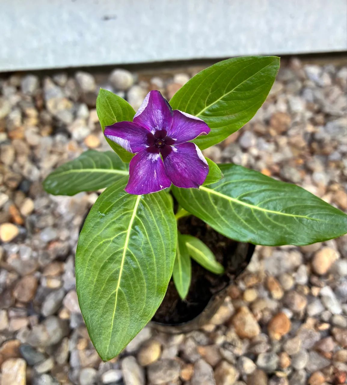 Vincas - Foto 4