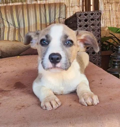Doam-se filhotes de Border Collie com Buldogue Francês - Foto 5