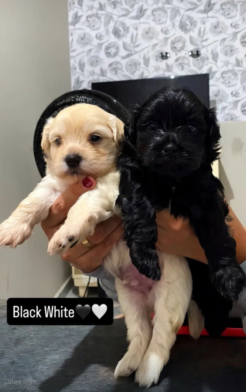 Cachorro shihtzu 