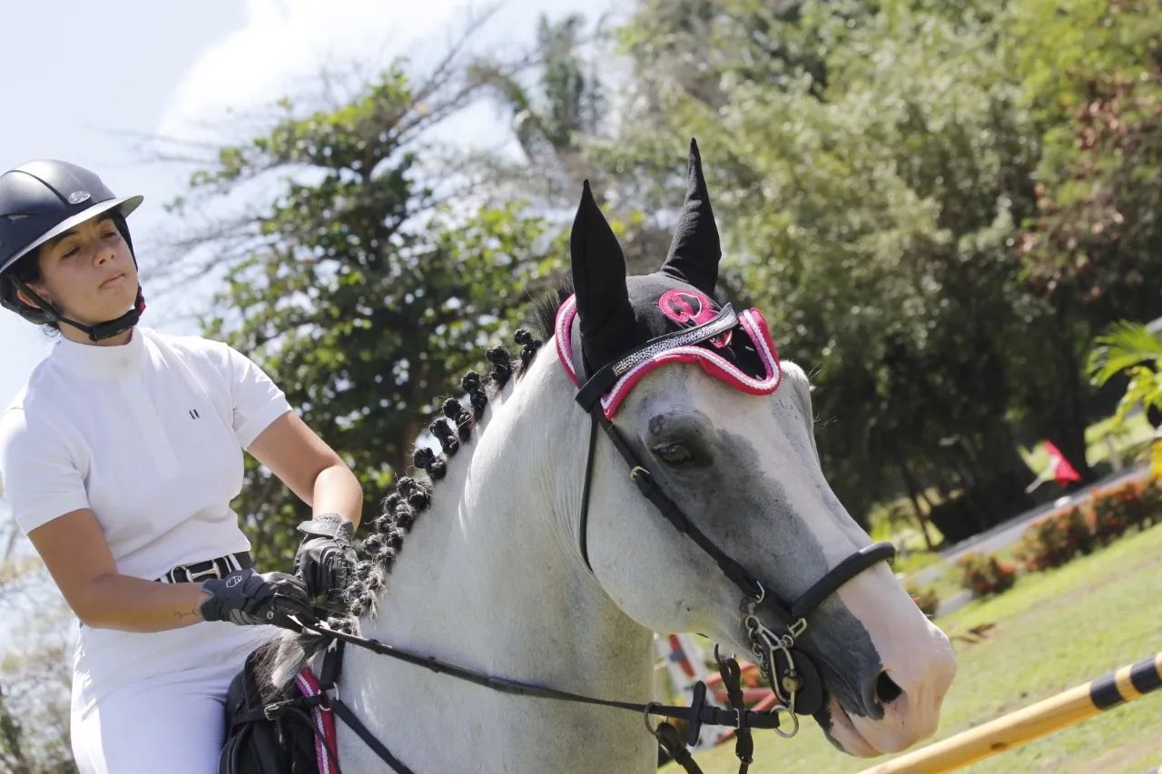 Vendo cavalo brasileiro de hipismo  - Foto 2