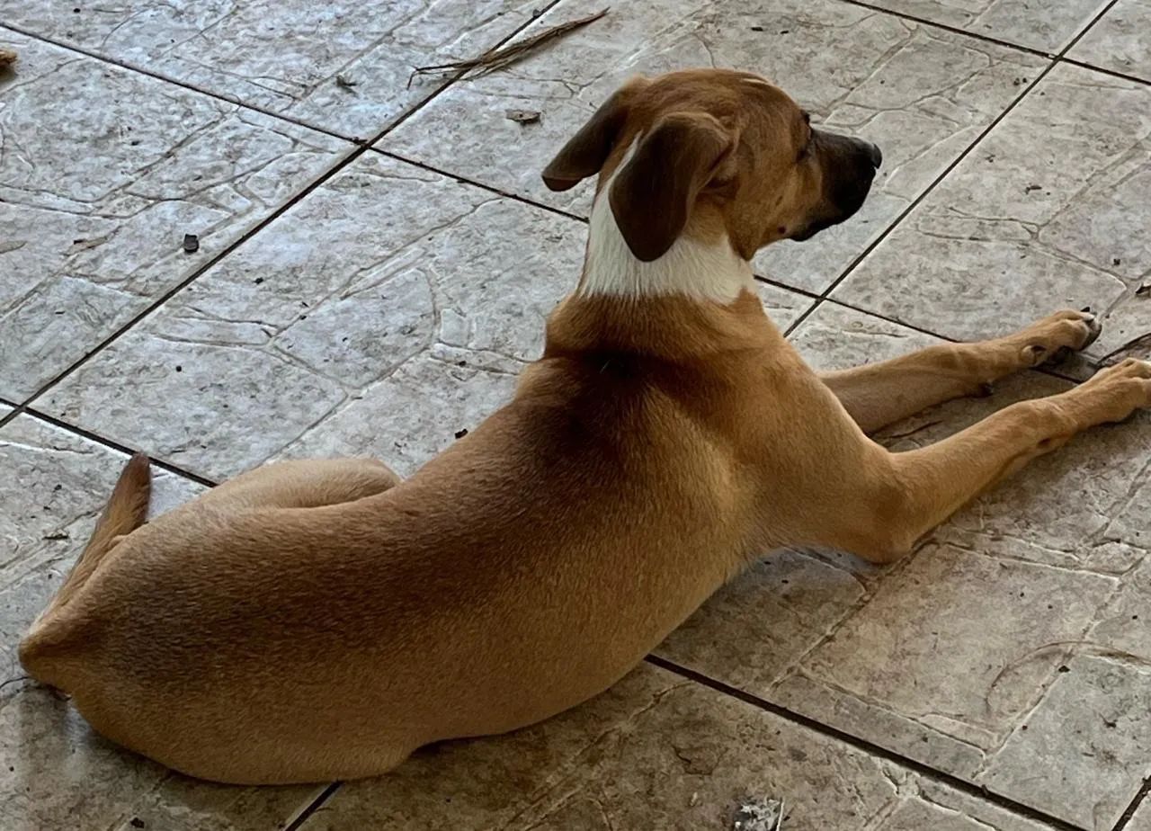 Adoção Responsável  - Foto 4