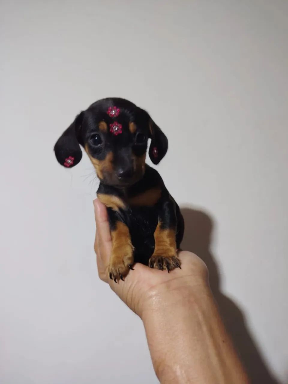 Teckel salsicha dashchund femea micro e padrão cofap - Foto 5