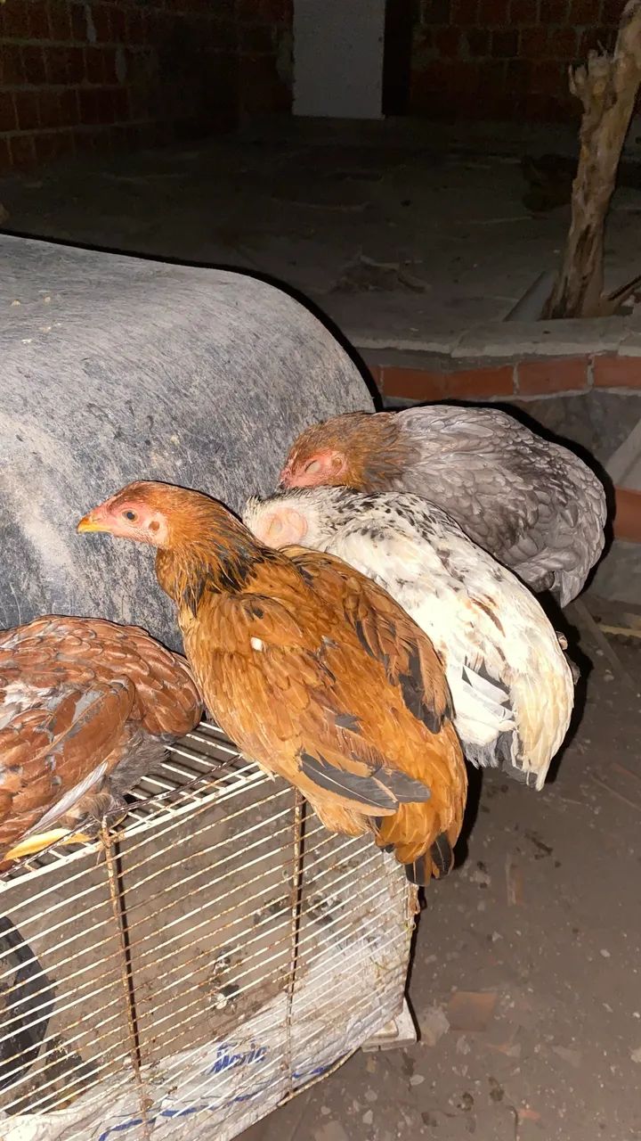 Galinhas caipira  - Foto 5