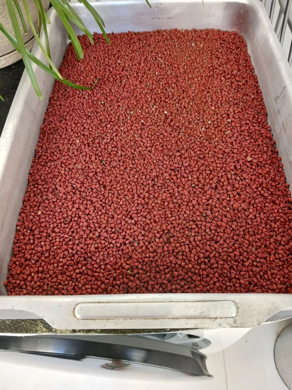 Urucum em sementes puro