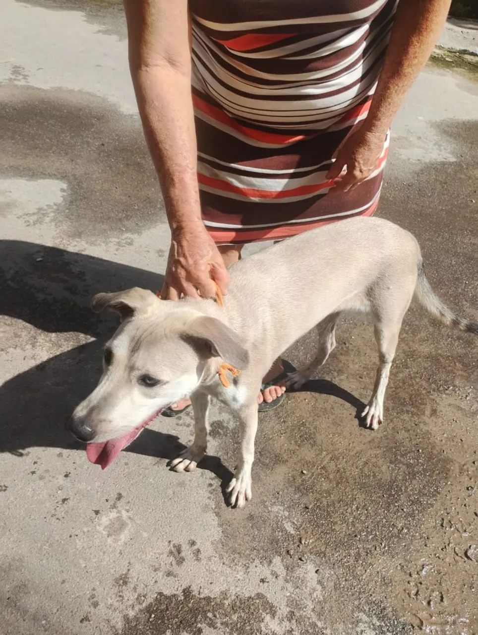 Cachorra viralata  - Foto 4