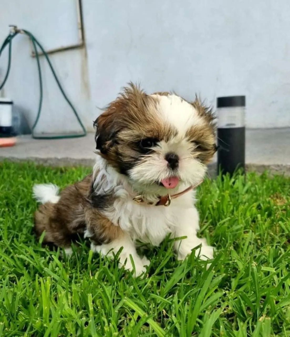 Shitzu Brilhando Em Cada Nova Descoberta - Foto 2