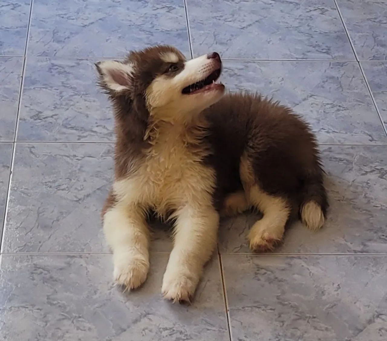 Husky siberiano wooly, macho 3 meses, 2.500 - Foto 4