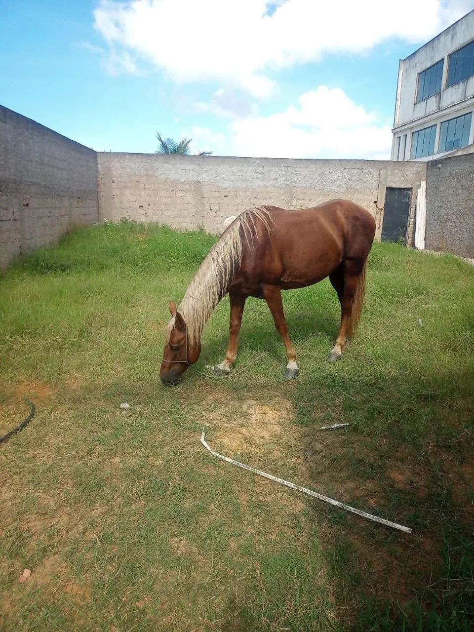 Cavalo QM  - Foto 5