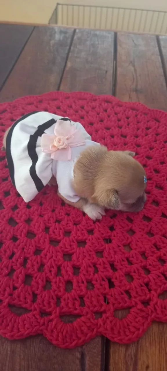 Chihuahuas  - Foto 3