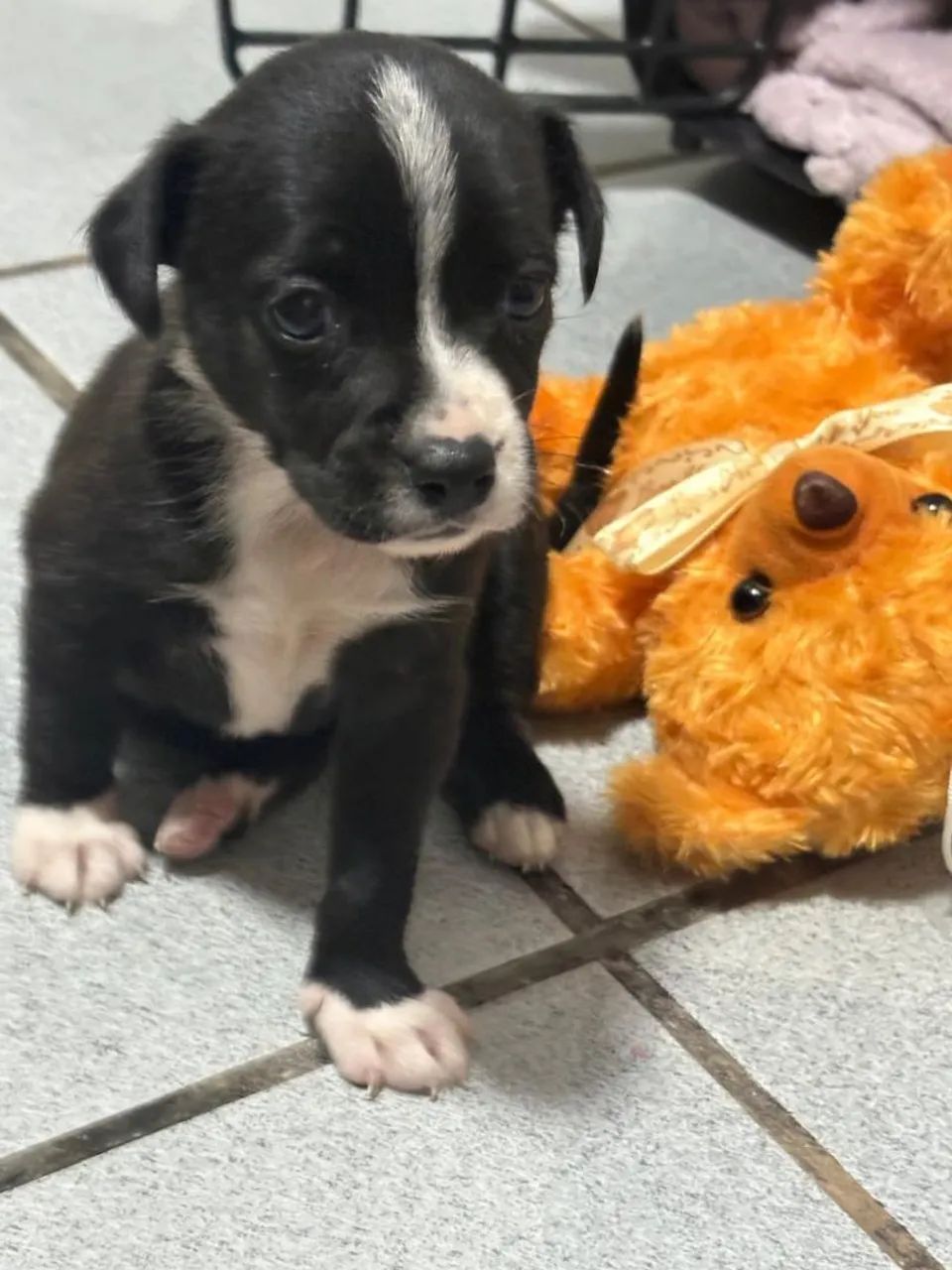 Doa-se um cachorrinha  - Foto 4