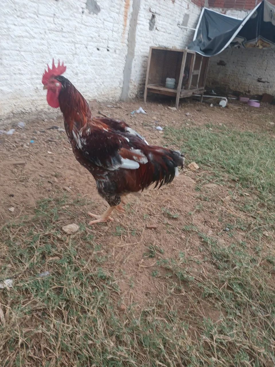 Galinhas gsb 