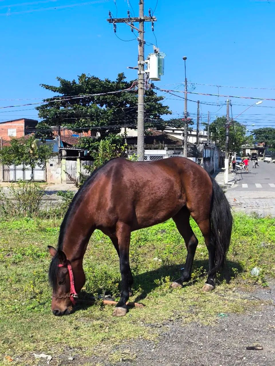 ÉGUA  - Foto 5