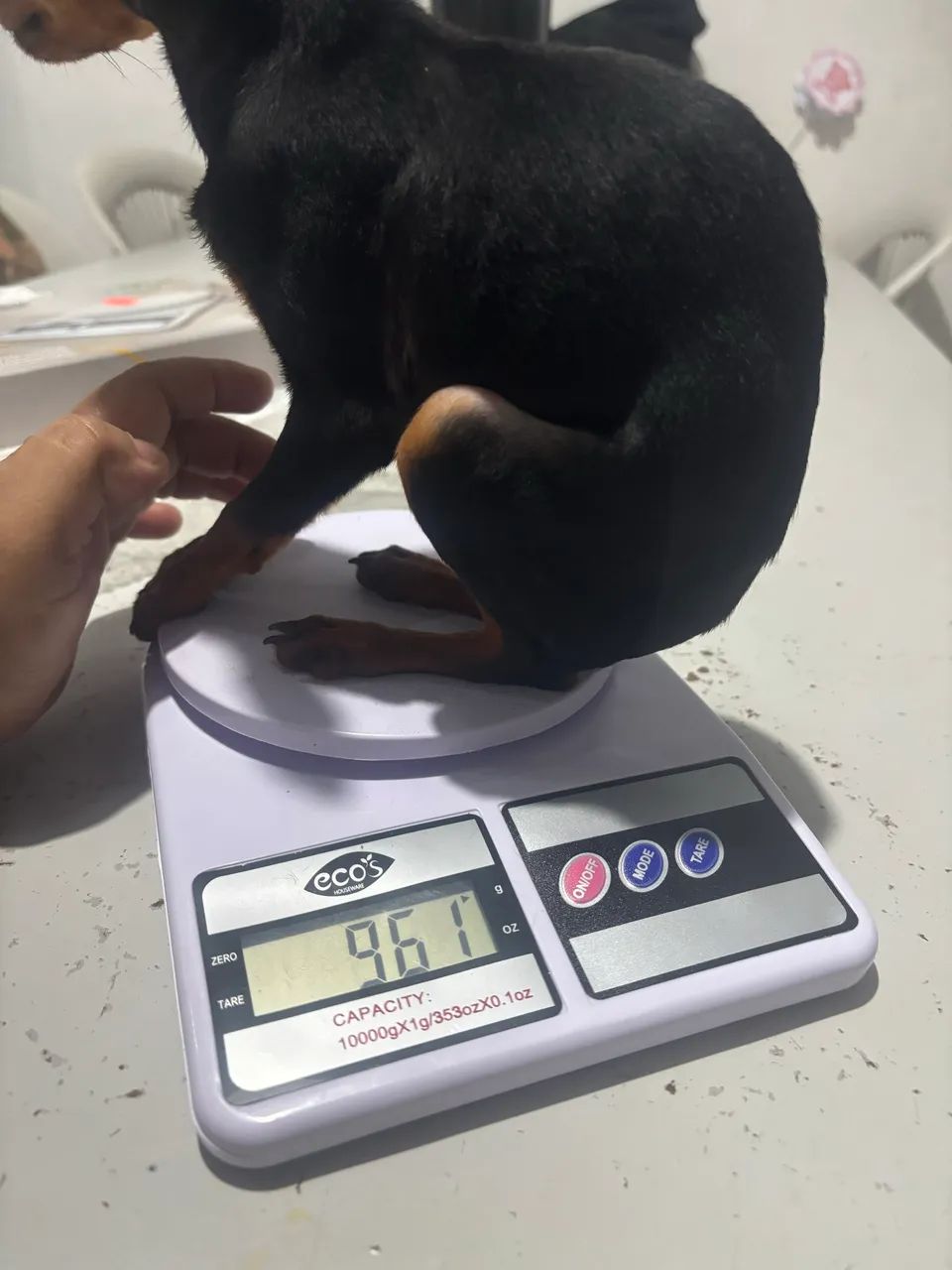 Pinscher zero - Foto 2
