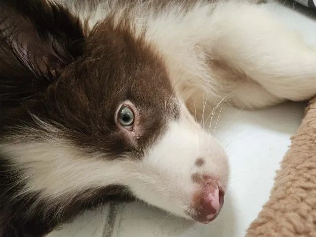 Filhote border collie  - Foto 3