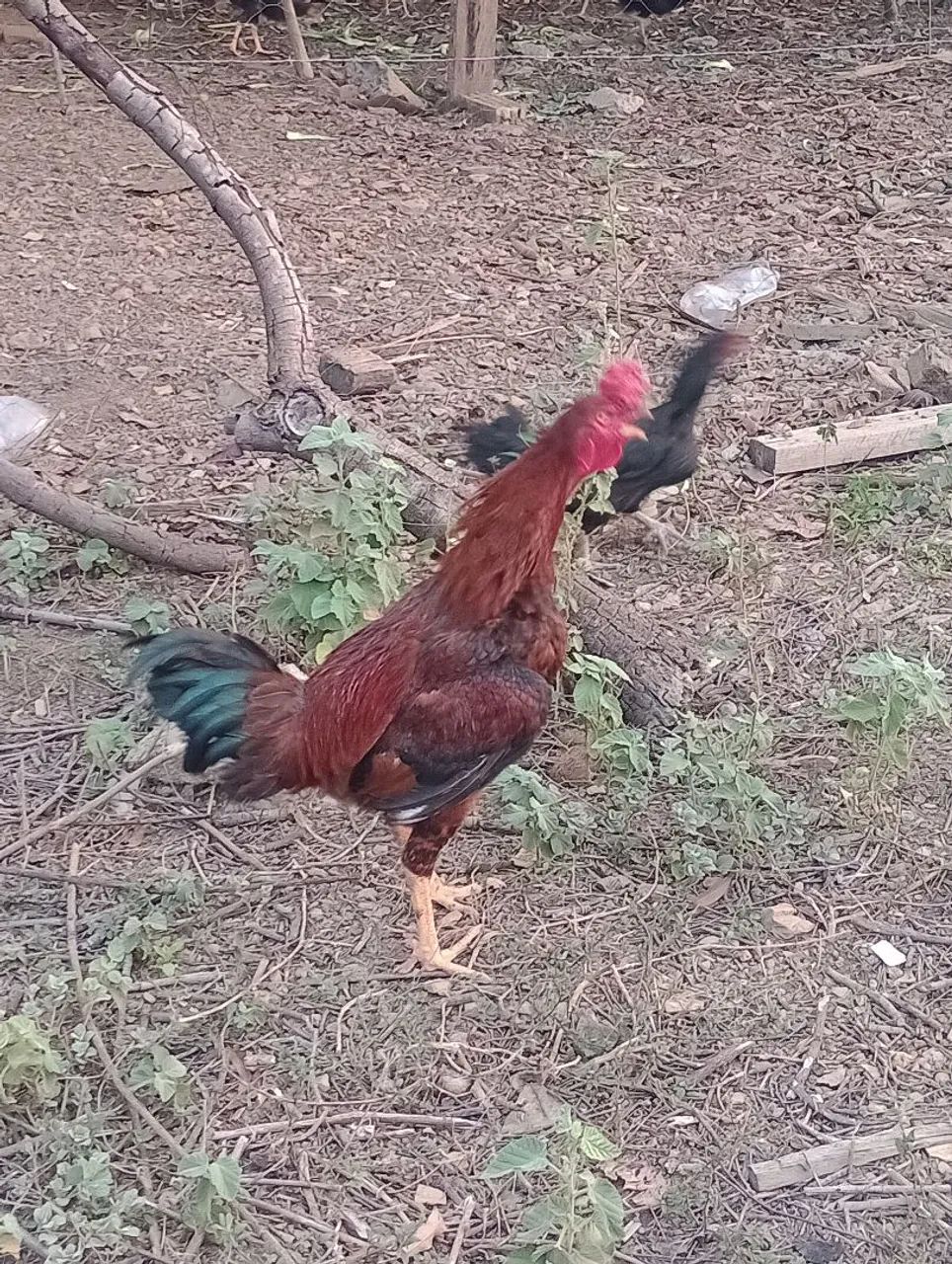 Galo  - Foto 4